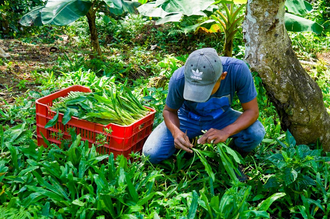 Visitamos cultivo de culantro asegurado en El Cacao de Capira.