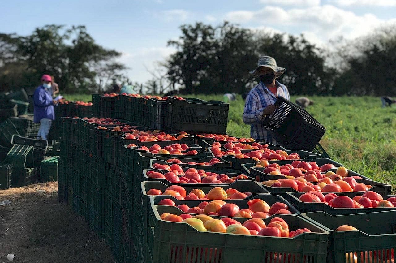 Control de cosecha a 2.3 hectáreas de tomates en la provincia de Los Santos.