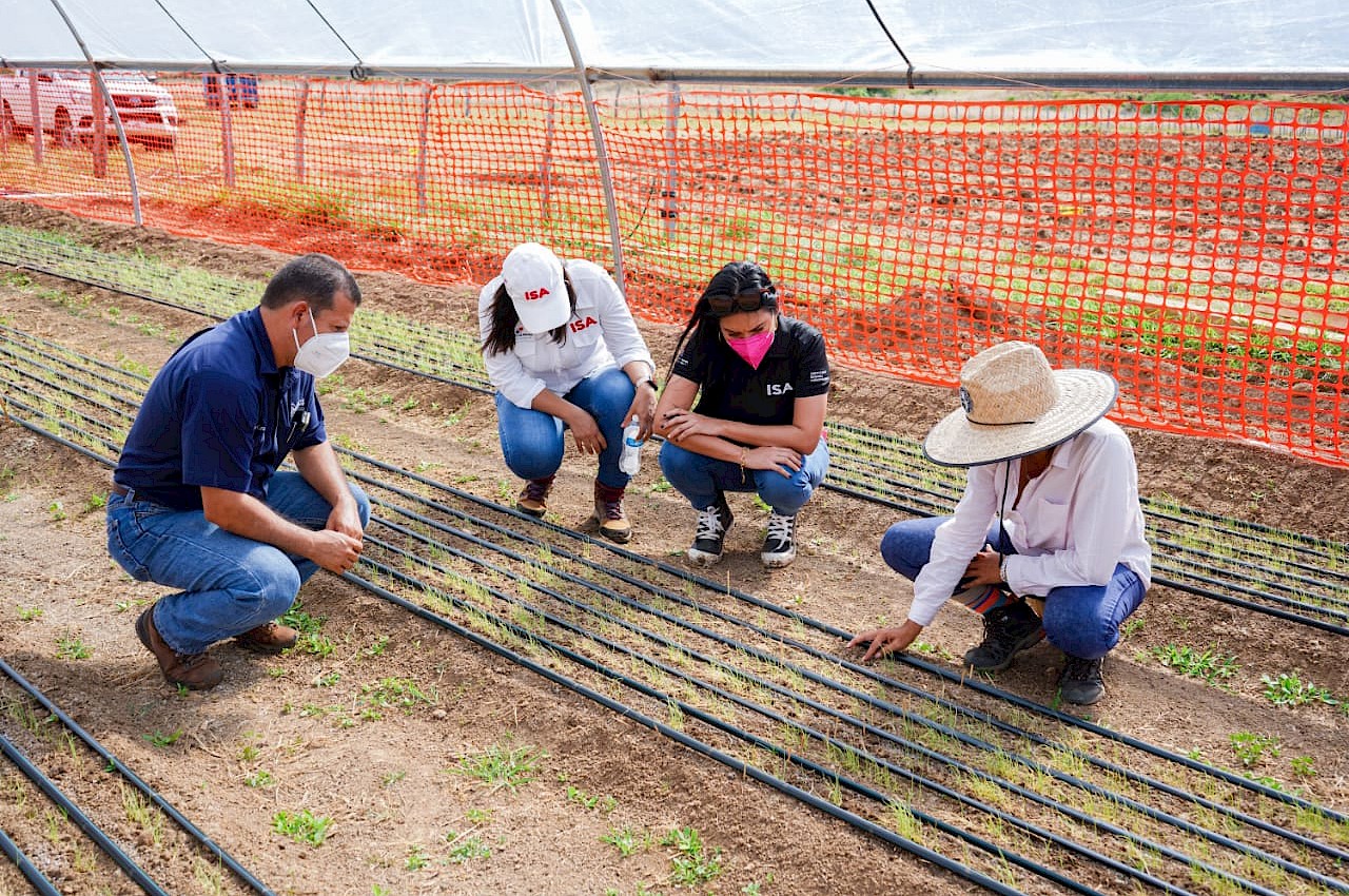 Innovador proyecto de cultivo de cebollas en Veraguas.