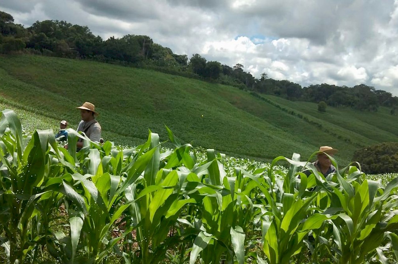 Inspección Técnica en proyecto de cultivo de maíz en la provincia de Los Santos.