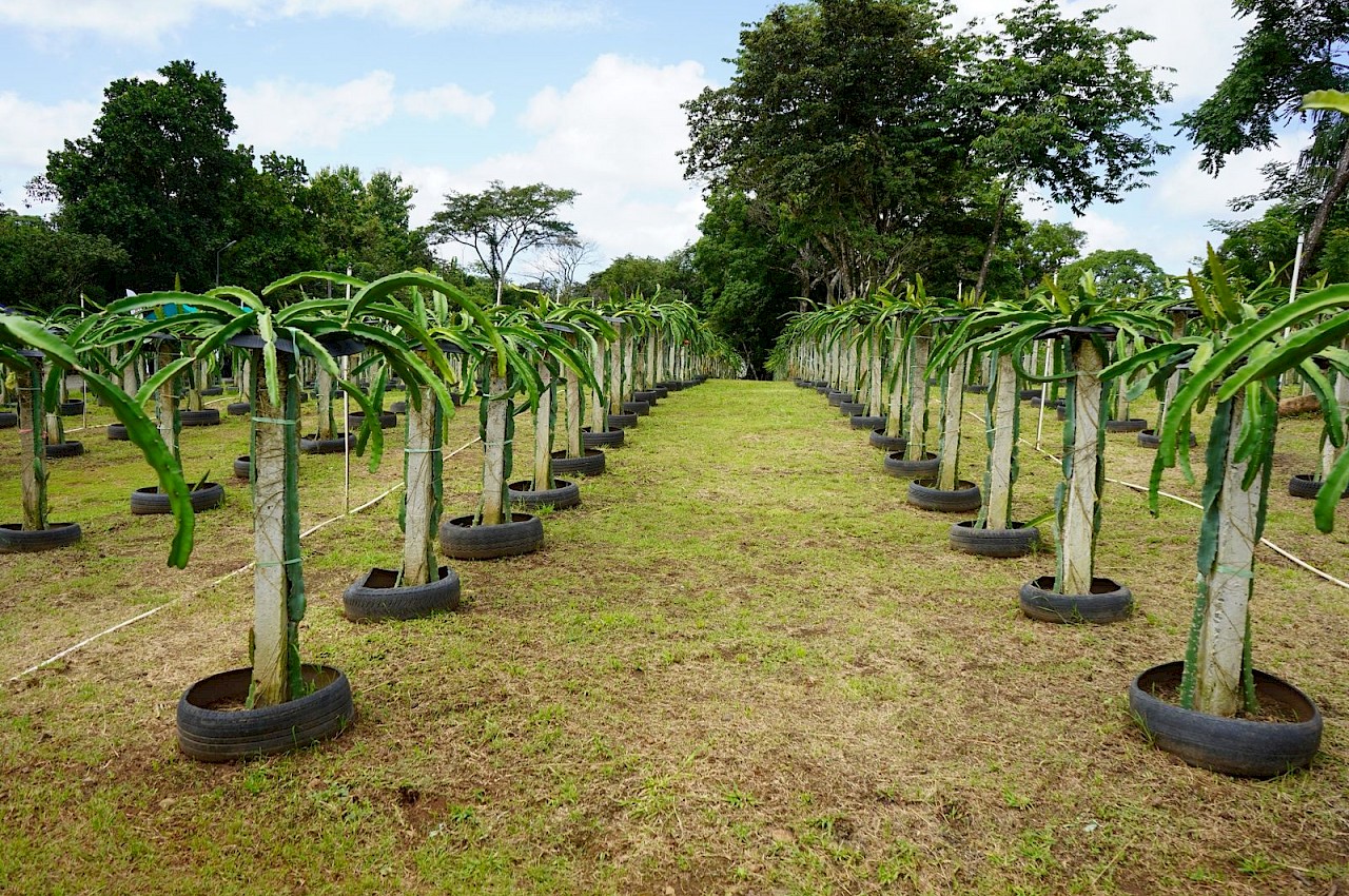 Producción de pitahaya sigue ganando fuerza en Panamá.