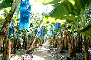 Instituto de Seguro Agropecuario visita finca bananera.