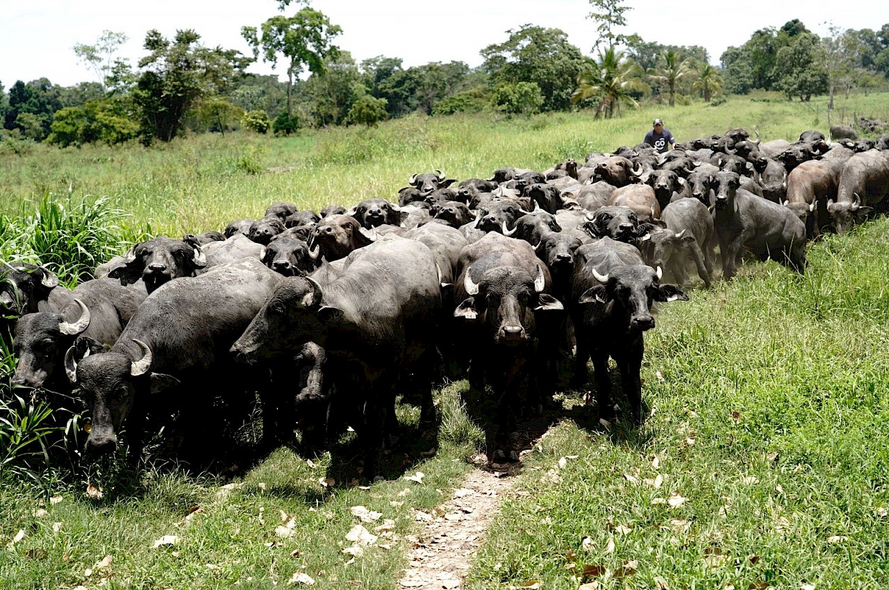 Producción bufalina en Panamá toma impulso.