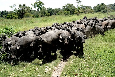 Producción bufalina en Panamá toma impulso.