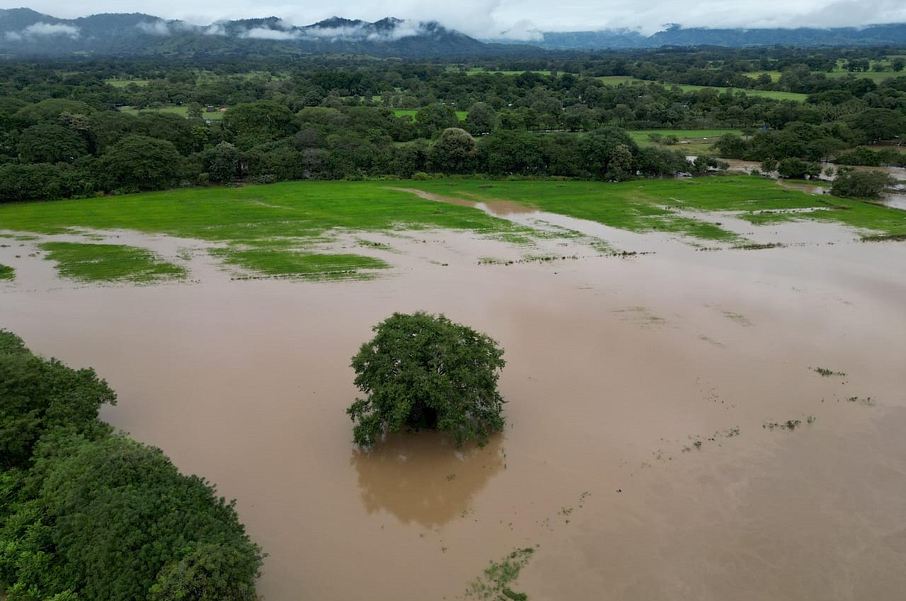 Instituto de Seguro Agropecuario monitorea afectaciones en hectáreas de arroz y maíz.