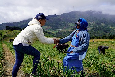 ISA da seguimiento a productores de cebollas en Cerro Punta afectados por exceso de lluvias.