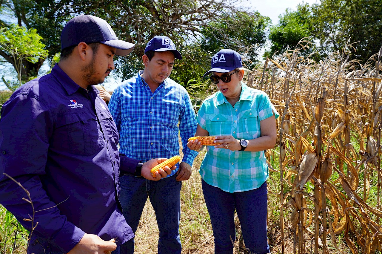 Inspección a parcela de maíz en Parita