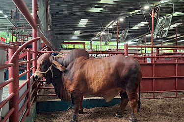 Ganaderos aseguran animales de alta genética con el ISA de Darién.