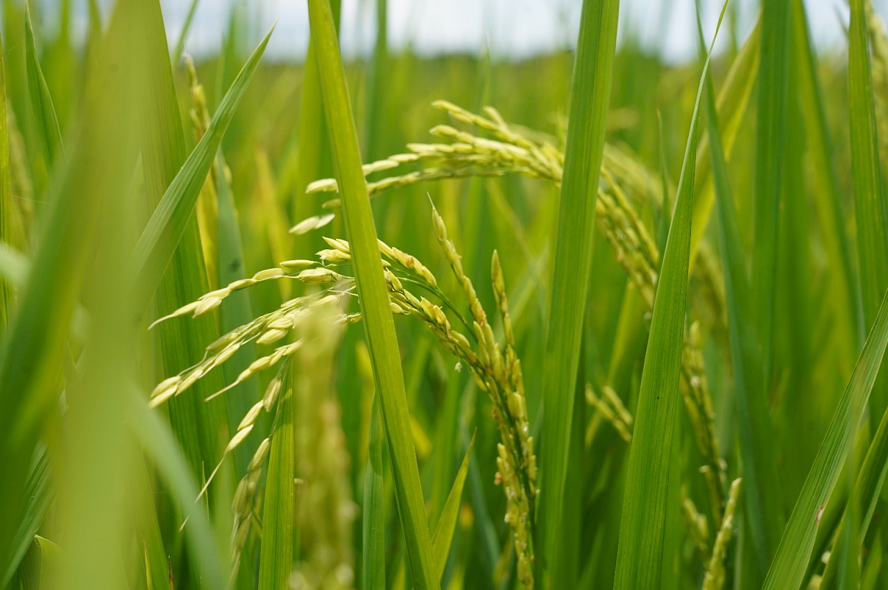 Productores de Coclé se capacitan para promover el riego sostenible en arroz.