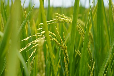 Productores de Coclé se capacitan para promover el riego sostenible en arroz.