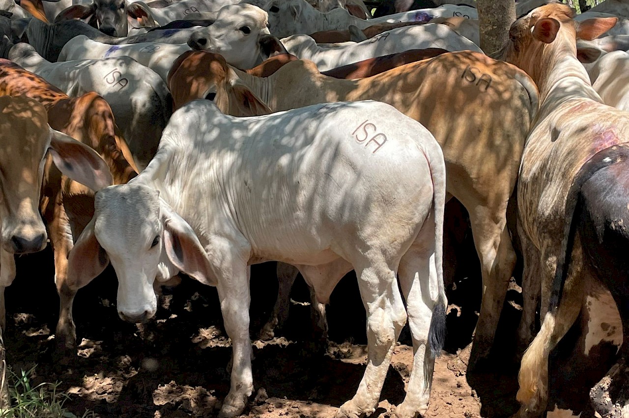 Asegurando la Inversión pecuaria en Veraguas