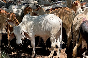 Asegurando la Inversión pecuaria en Veraguas