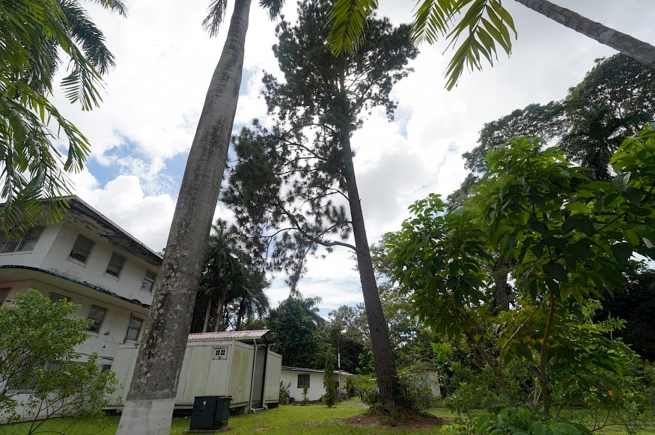 ISA gestiona permiso para talar árbol por representar un peligro.