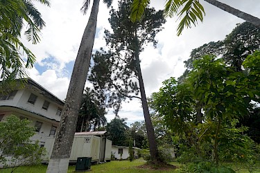 ISA gestiona permiso para talar árbol por representar un peligro.
