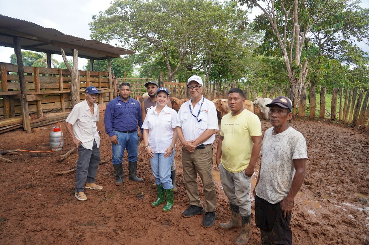 Productor de Chagres asegura seis toros de ceba con el ISA.