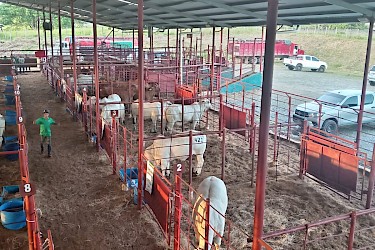 Productores invierten más de 46 mil balboas en seguros para ganado de alta genética con el ISA.