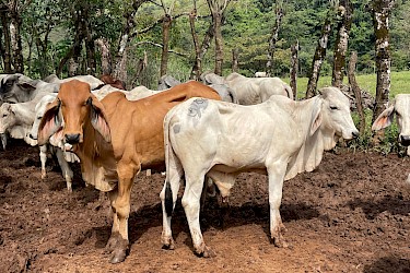 ISA asegura 33 terneros de ceba en Mariato.