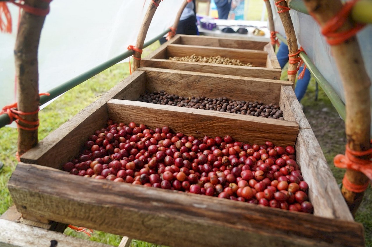 Arranca la Quinta Zafra del Café en Capira con participación del ISA.