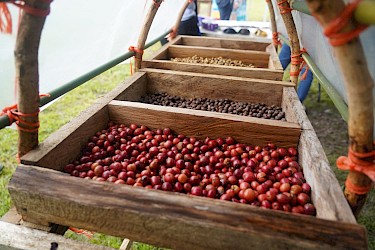 Arranca la Quinta Zafra del Café en Capira con participación del ISA.