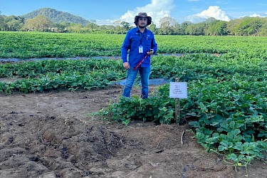 Productor de Veraguas asegura 20 hectáreas de sandía con el ISA.