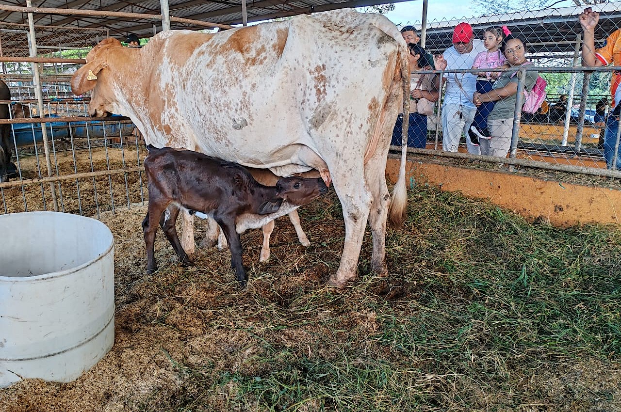 ISA entrega premio a productor que ganó concurso de ordeño en Feria de La Chorrera.