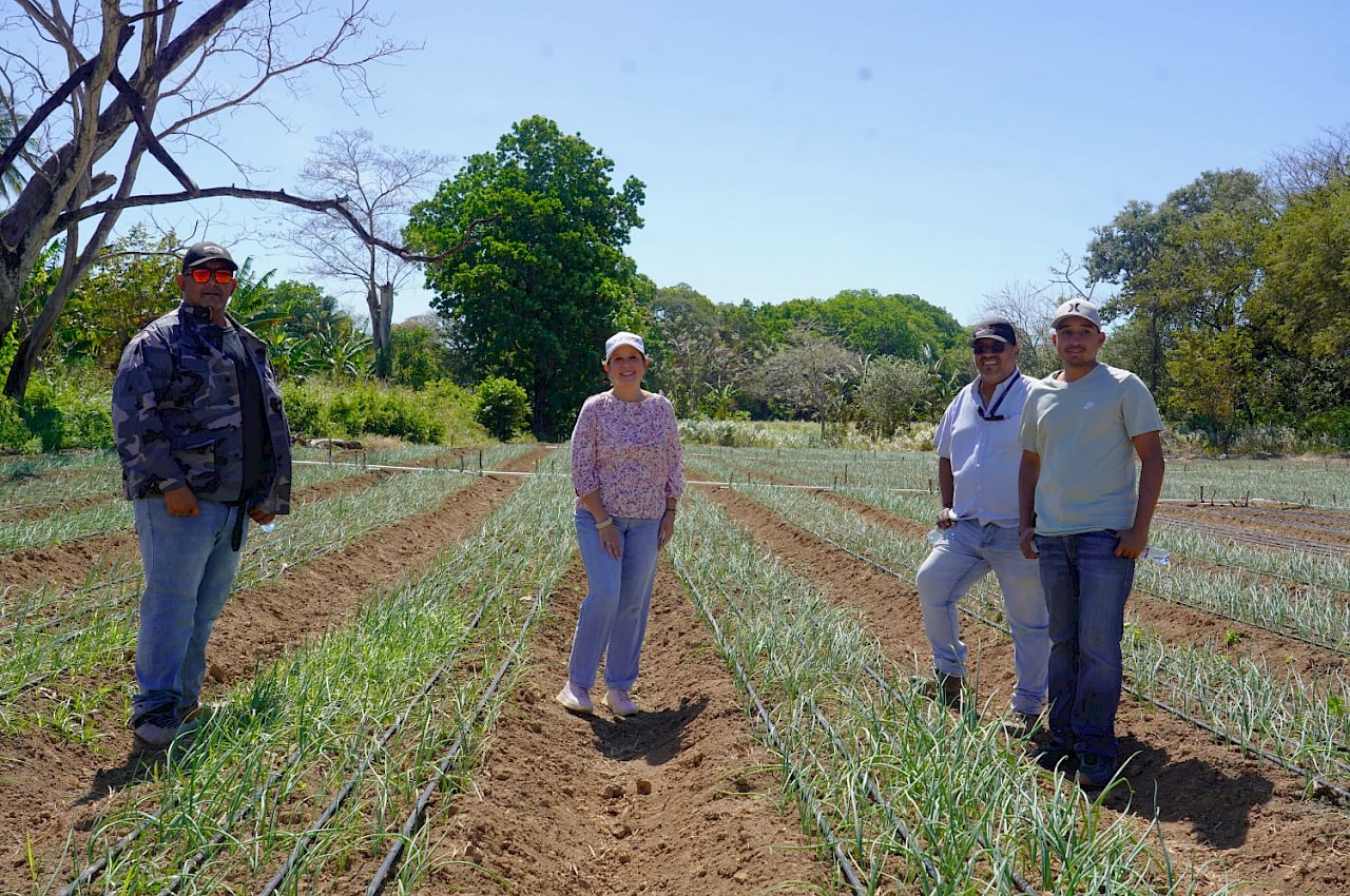 ISA visita productores de cebolla en Coclé.