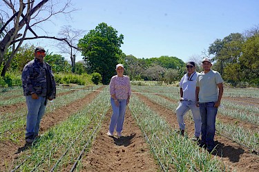 ISA visita productores de cebolla en Coclé.