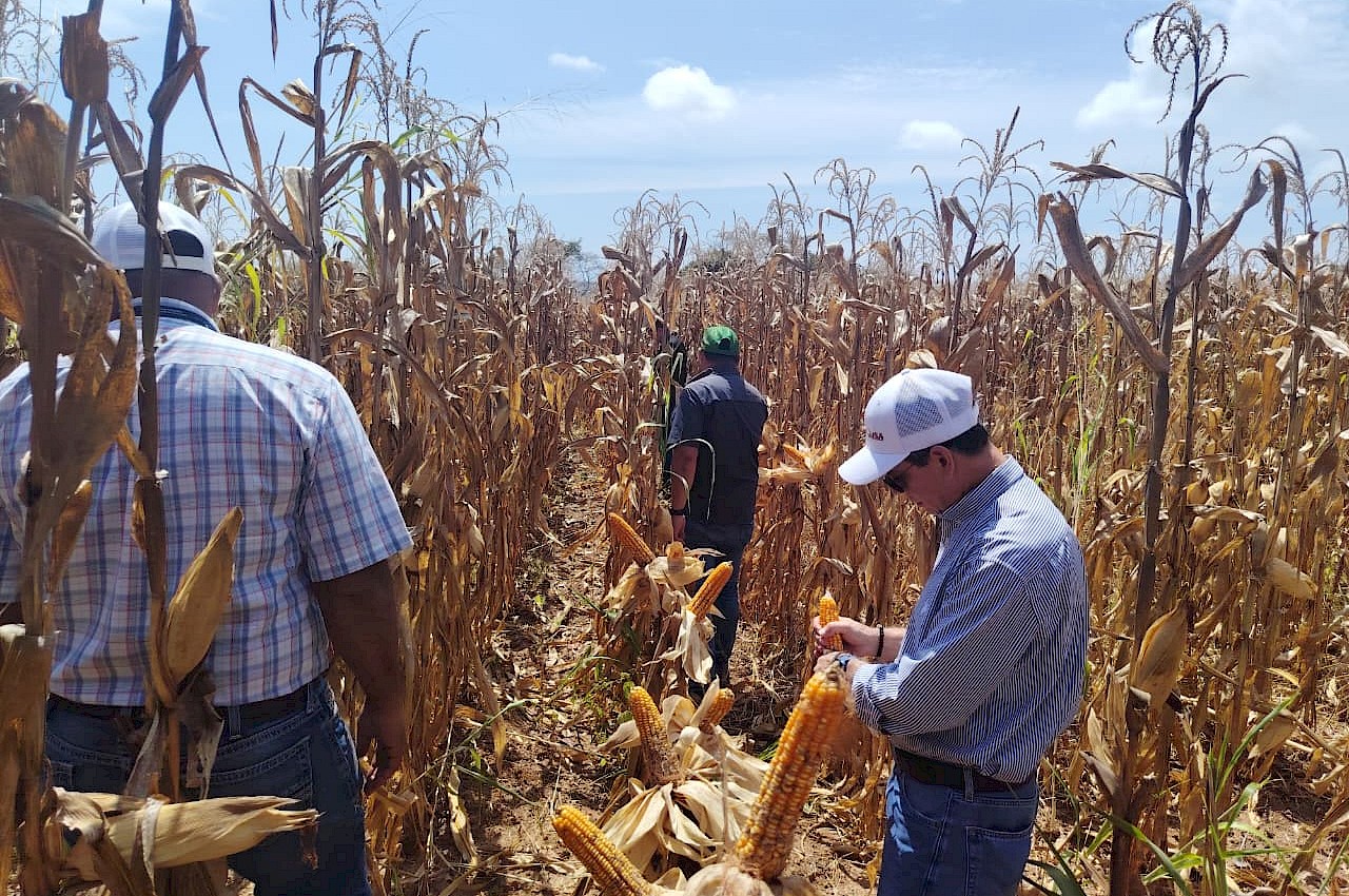 Cultivos de maíz afectados por exceso de lluvias en Los Santos reciben inspección para ser indemnizadas por el ISA.