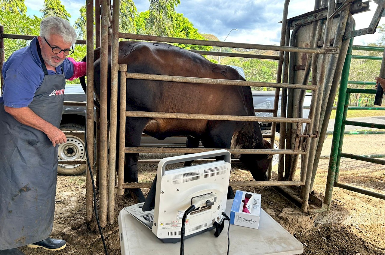 ISA asegura 19 vientres de leche obtenidos mediante transferencia de embriones en Macaracas.
