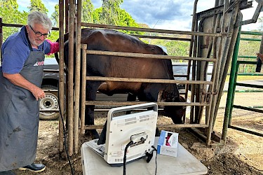 ISA asegura 19 vientres de leche obtenidos mediante transferencia de embriones en Macaracas.