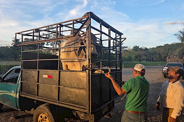 Productores aseguran con el ISA durante Subasta de Razas 2026.