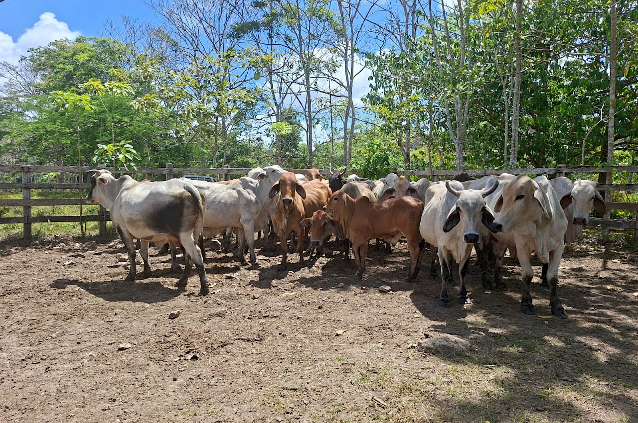 Tres fincas ganaderas darienitas se aseguran con el ISA.