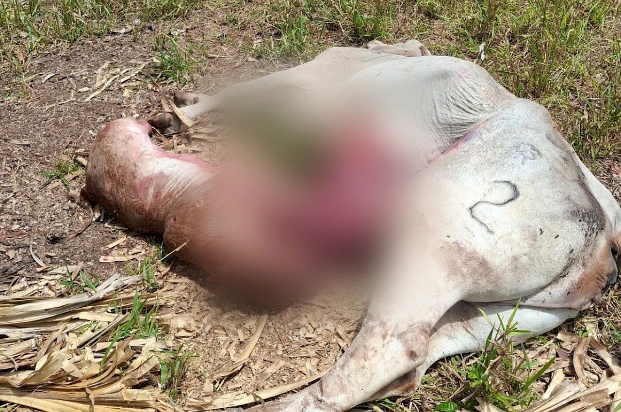 Productor será indemnizado tras muerte de vaca y ternero por parto distócico en Darién.