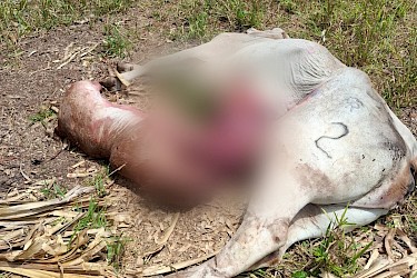 Productor será indemnizado tras muerte de vaca y ternero por parto distócico en Darién.
