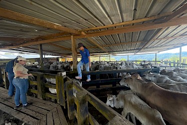 Productora de Chepo asegura vientres y sementales con el ISA.