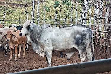 Productor pecuario asegura más de 100 reses con el ISA en Chepo.