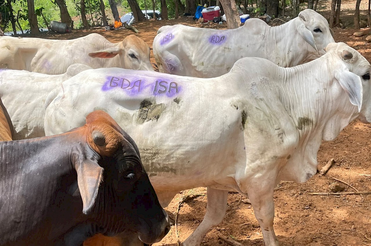 Productor asegura 30 novillos de ceba con el ISA en Veraguas.