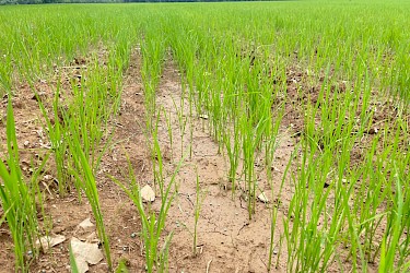 Más de 25 hectáreas de arroz fueron aseguradas con el ISA en Mariato.