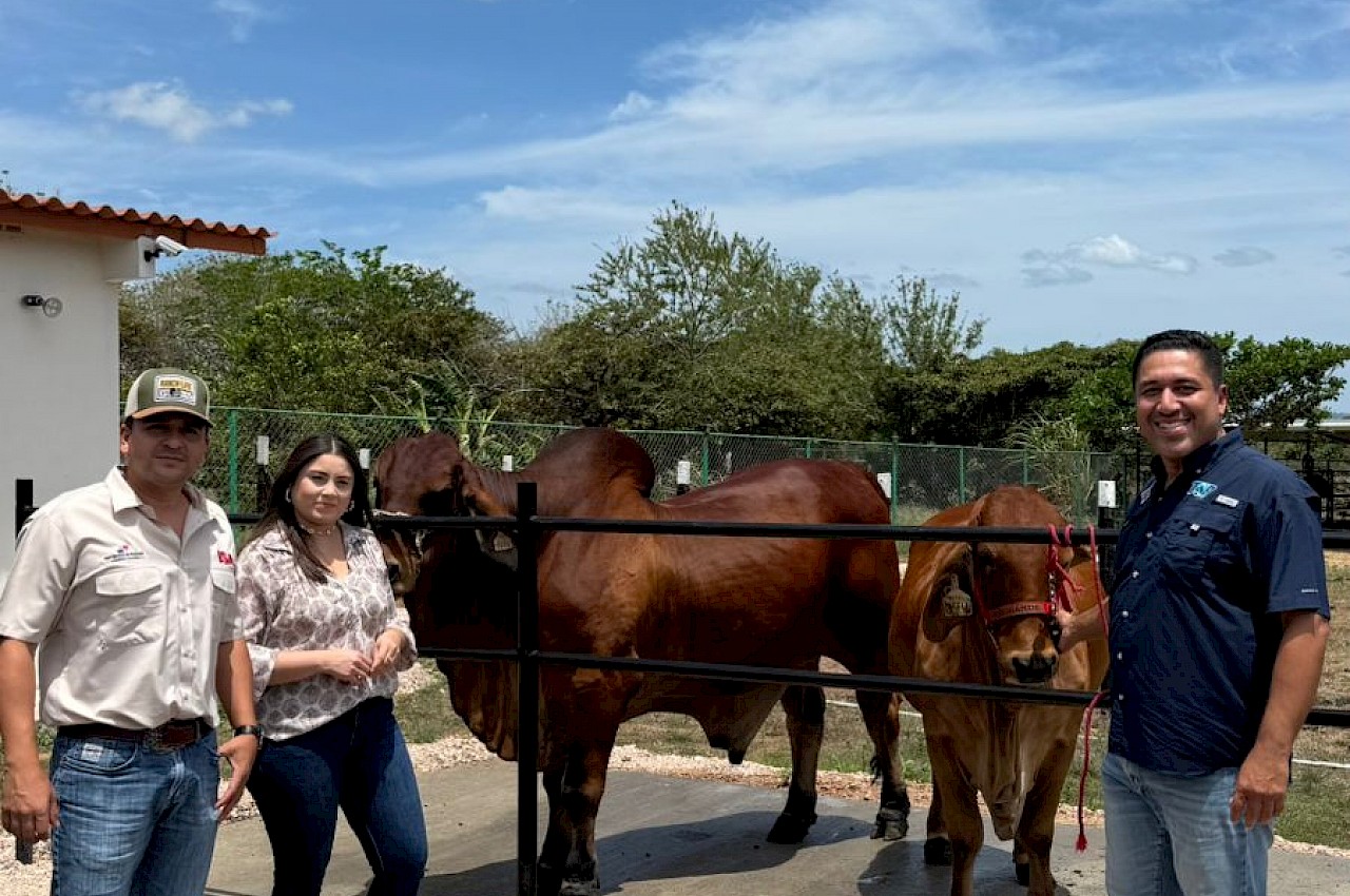ISA asegura bovinos de alta genética en Natá, provincia de Coclé.