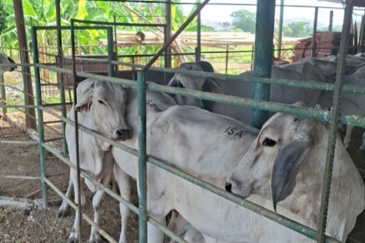 ISA inspecciona ganado Brahman en fincas de Los Santos.