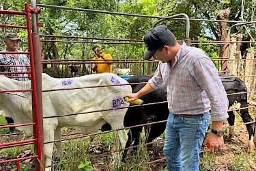 140 novillos aseguradas con el ISA en dos fincas de Aguadulce.