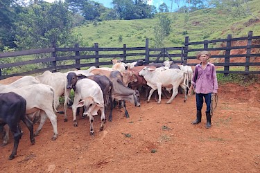 ISA asegura 20 novillos de ceba en la provincia de Colón.