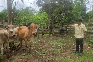 Productor de Panamá Oeste asegura sus bovinos con el ISA.