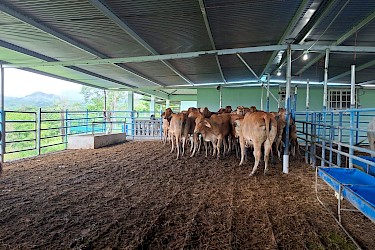 Finca ganadera asegura 55 vientres de carne con el ISA.
