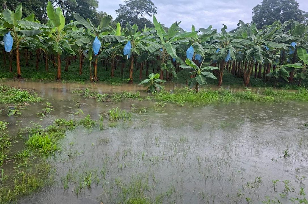 Personal técnico del ISA evalúa productores afectados por temporal en Bocas del Toro.