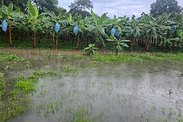 Personal técnico del ISA evalúa productores afectados por temporal en Bocas del Toro.