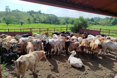 Más de 200 novillos aseguran productores de Colón con el ISA