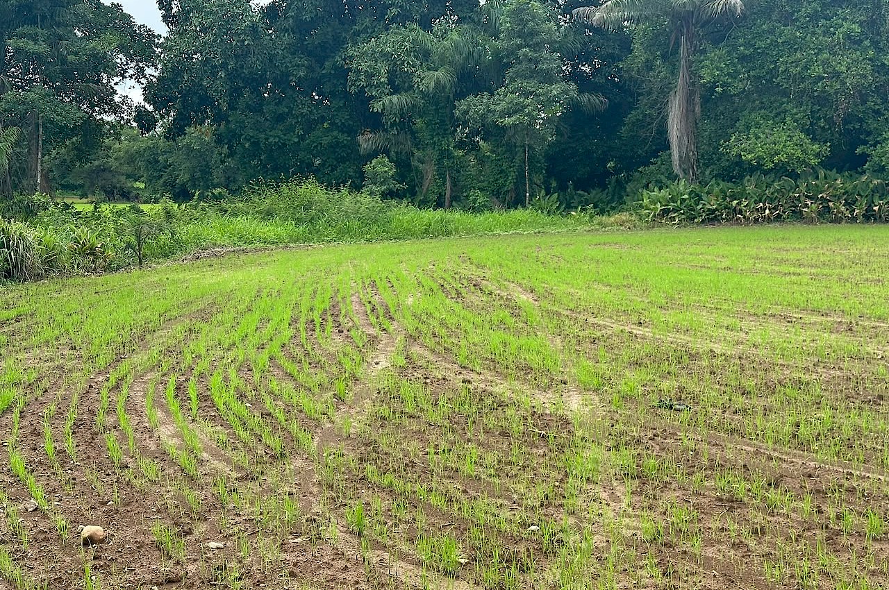 Productor chiricano asegura más 100 hectáreas de arroz con el ISA