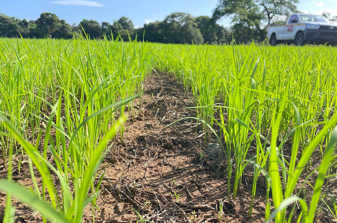 ISA-asegura-68-hectáreas-de-arroz-a-dos-productoras-en-Mariato