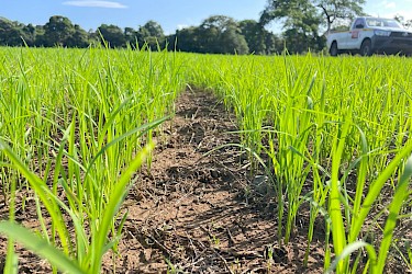 ISA-asegura-68-hectáreas-de-arroz-a-dos-productoras-en-Mariato